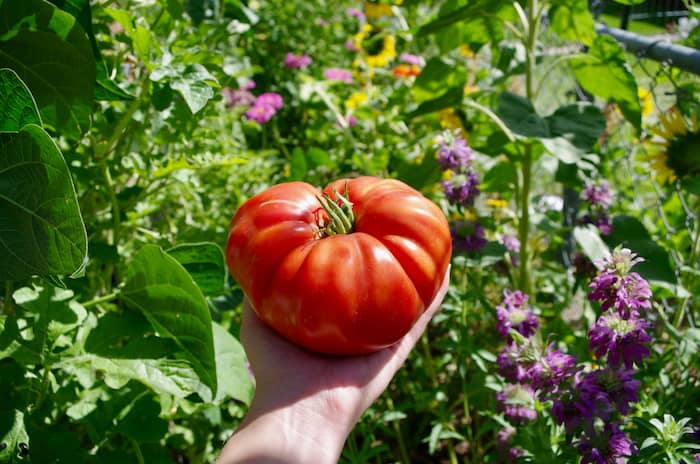 abono natural para tomateras