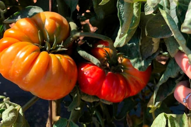 tomate feo de tudela en planta