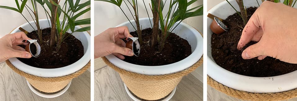 posos de cafe como abono para plantas