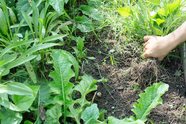 herbicida para eliminar malas hierbas