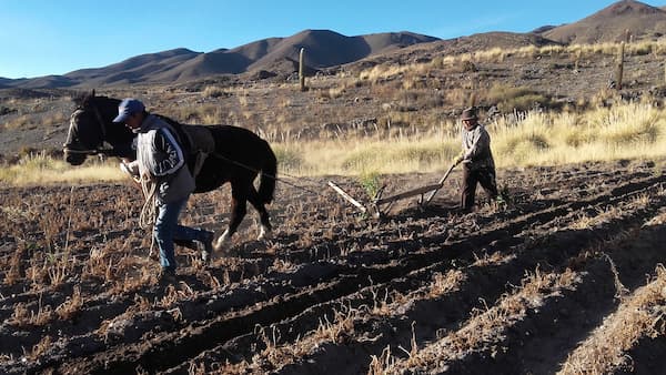 arando la tierra en marzo con animal