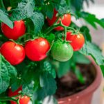 cultivar tomates en macetas en casa