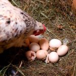 por que pican los huevos las gallinas