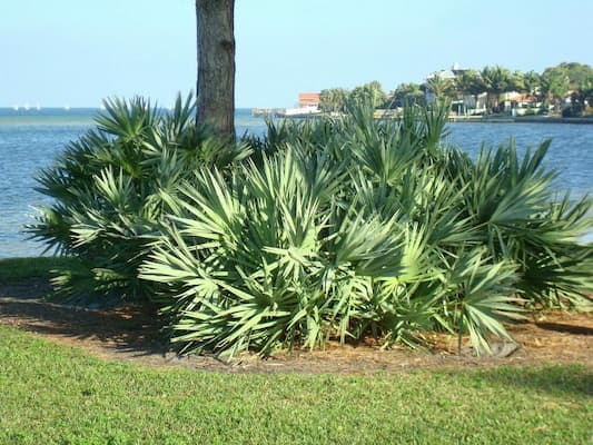 palmera pequeña Serenoa repens