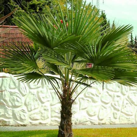 palmera de abanico