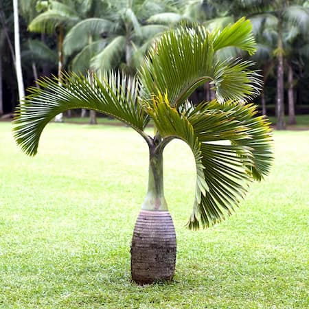 palmera botella