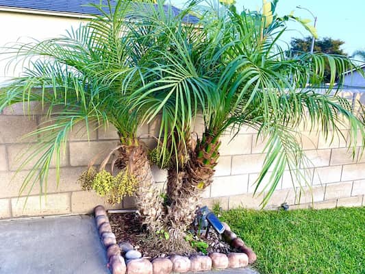 Palmera Phoenix Roebelenii