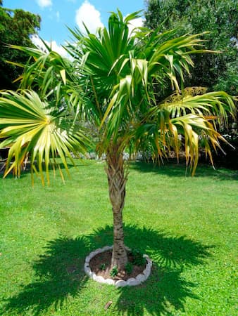 palmera Thrinax radiate